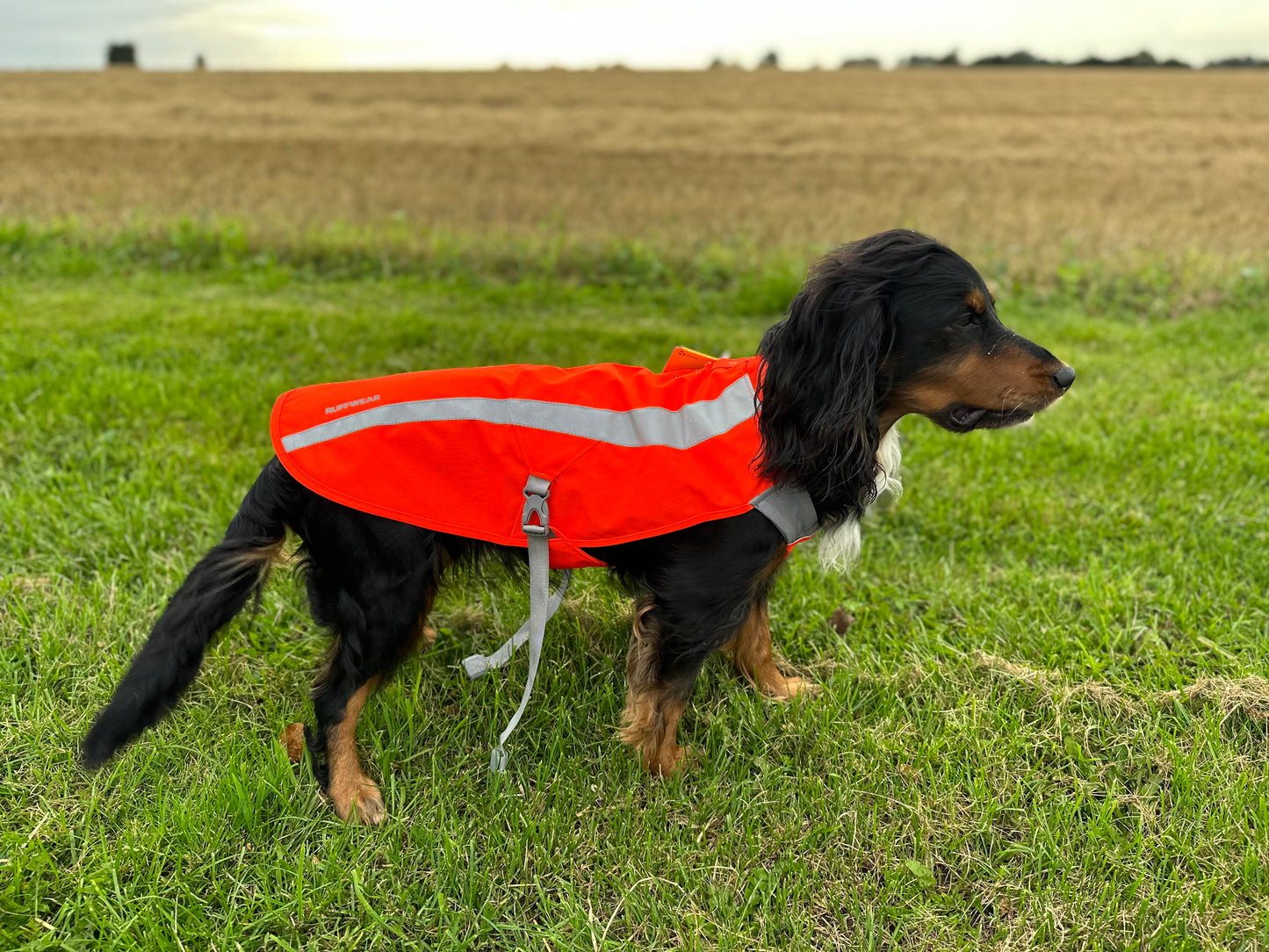 Ruff wear reflex dækken