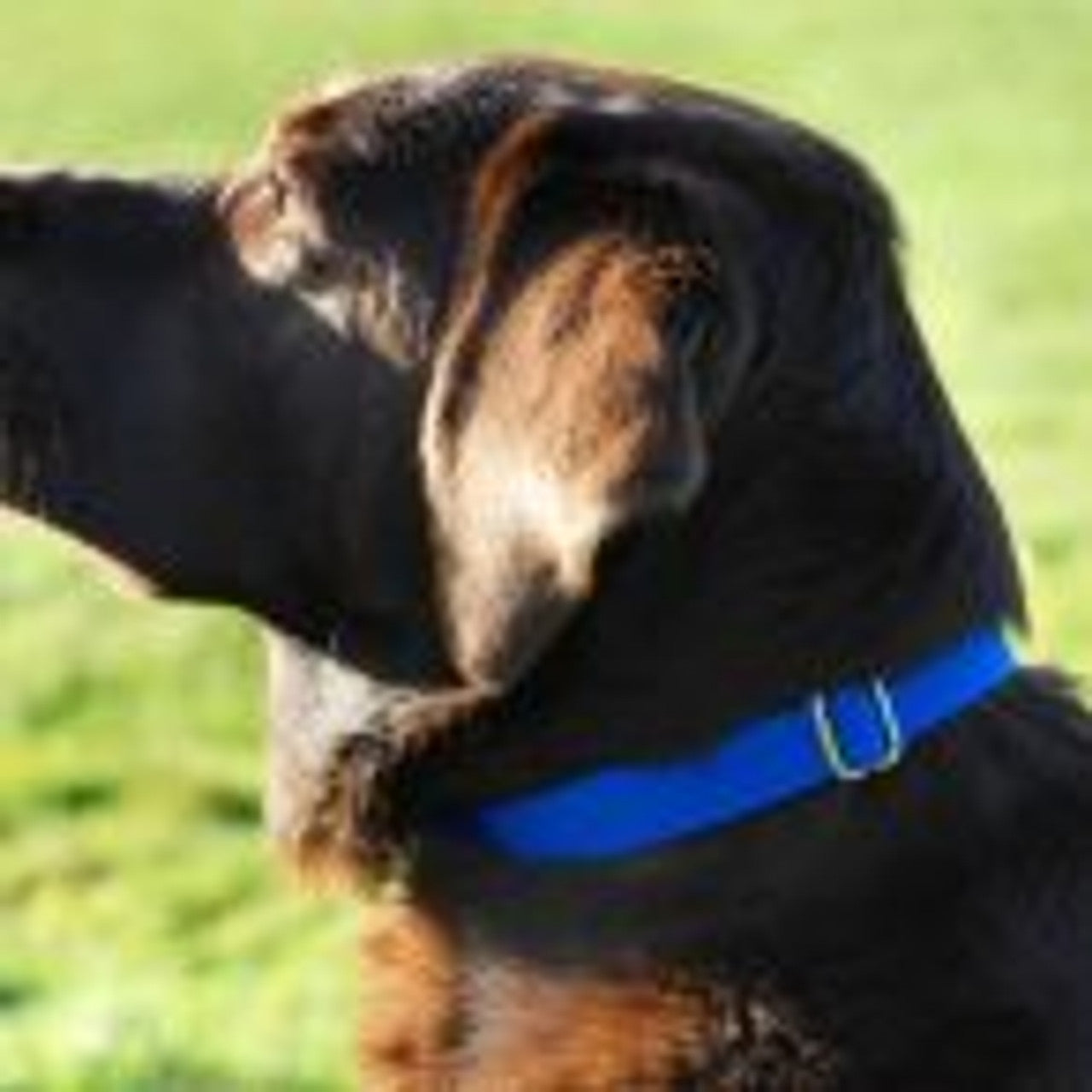 Canine Magnetix® hundehalsbånd